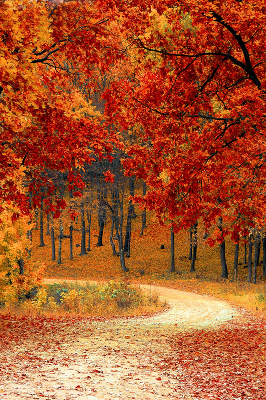 OtterBlotter Designer Custom Notebook - Autumn Leaves Fire Path